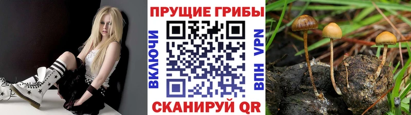 Галлюциногенные грибы ЛСД  Амурск 